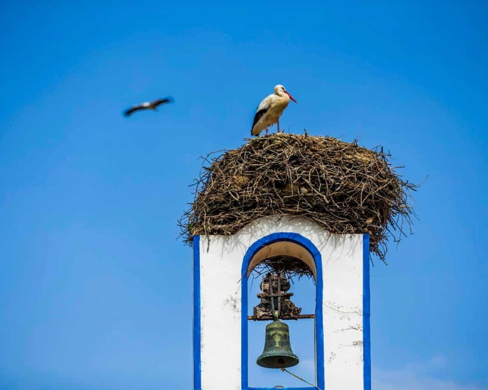 cigogne 2