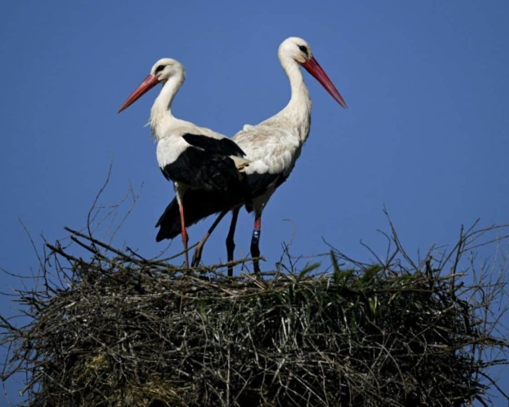 cigogne